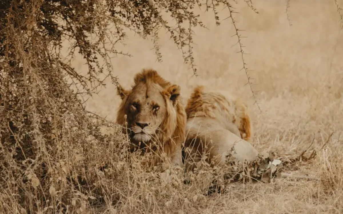 5-days-safari-tarangire-2-nights-serengeti-and-ngorongoro-crater1 5-days-safari-tarangire-2-nights-serengeti-and-ngorongoro-crater1
