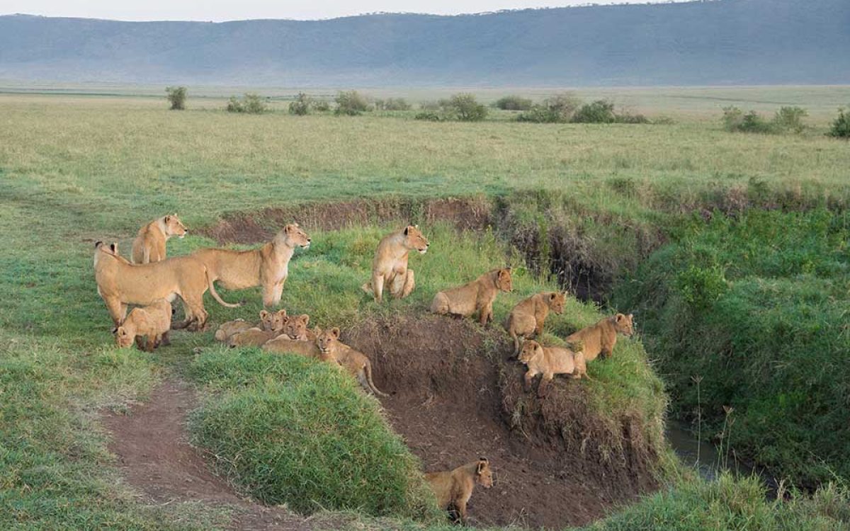 Ngorongoro 2a Ngorongoro 2a