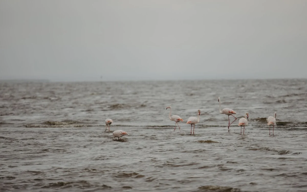 lake-manyara-national-park-banner lake-manyara-national-park-banner