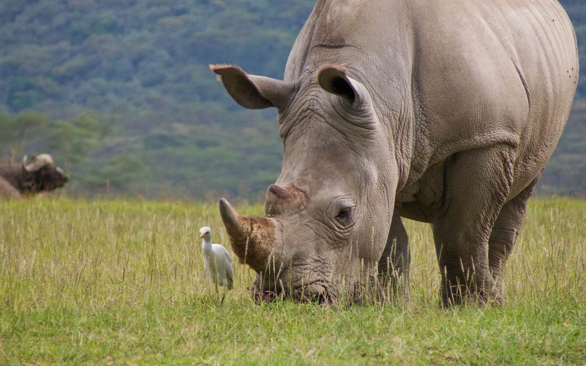 wild white rhinoceros grazing grass with cattle egret wild white rhinoceros grazing grass with cattle egret