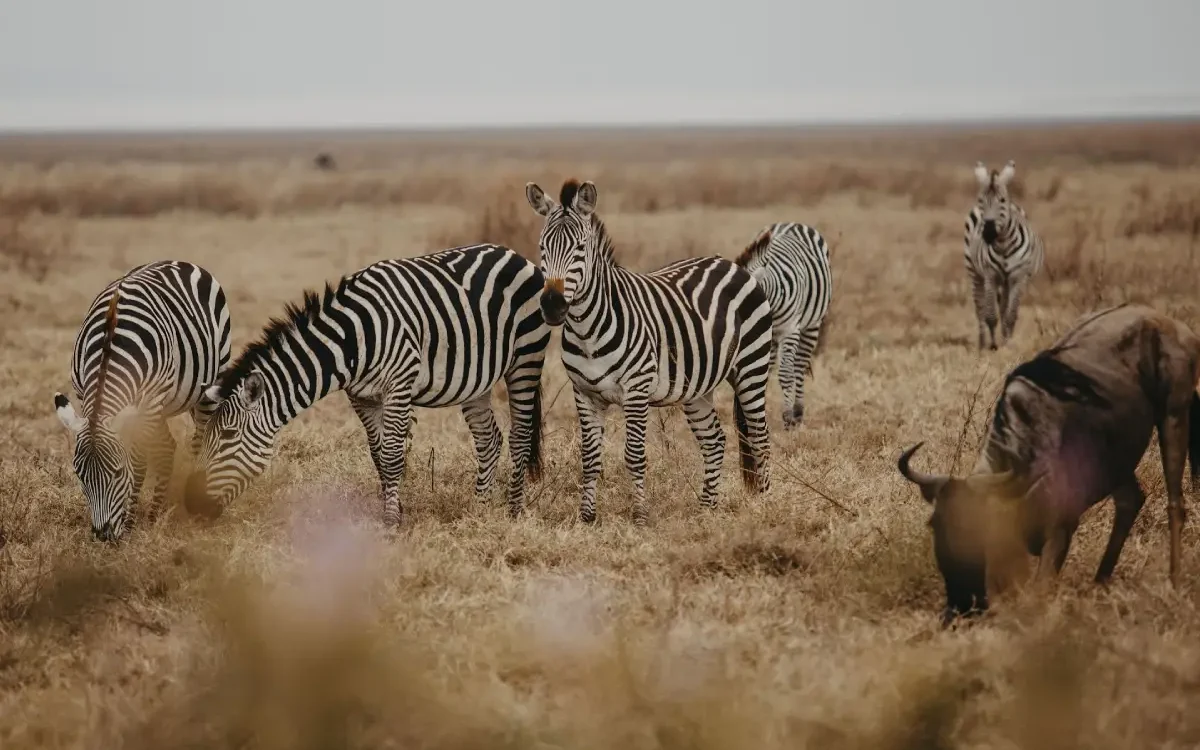 serengeti-horse-riding-safari-adventure-3 serengeti-horse-riding-safari-adventure-3